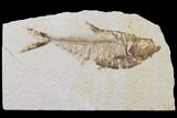 Diplomystus Fossil Fish - Wyoming #101181-1